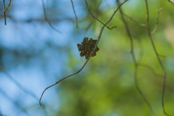 pine cones