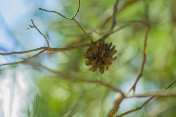 pine cones