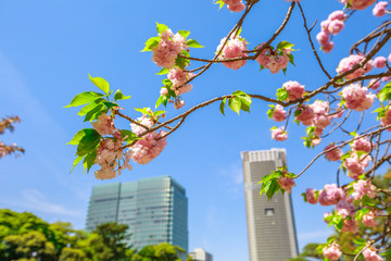 Fototapeta premium Detail of blossoming cherry tree branch in Hamarikyu Gardens, Tokyo, Chuo district, Japan. Oriental japanese garden. Shiodome buildings on blurred background. Spring concept, Hanami and outdoor life.