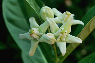 Giant Indian Milkweed