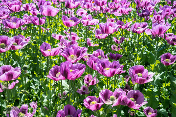 Fototapeta premium Papaver somniferum, field