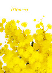 Branch of mimosa isolated on white background