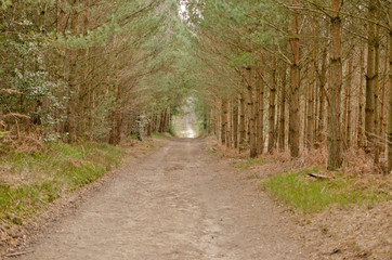 Fototapeta premium pathway in forest