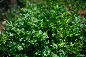 Natural background of green parsley leaves