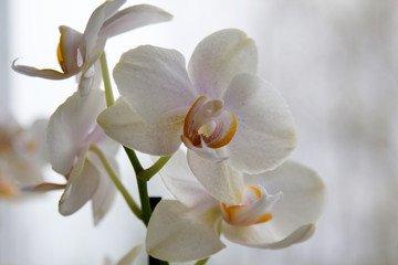 white Orchid