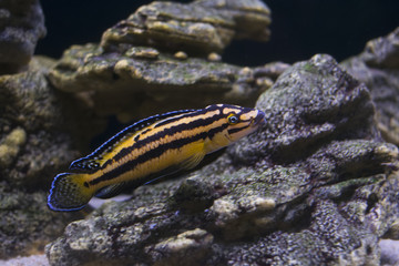 Tropical fish