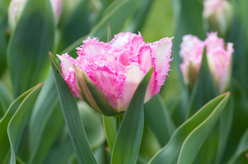 Tulip Terry