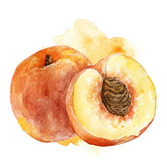 Hand painted artistic peach illustration on white background