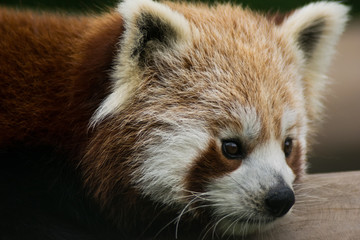 Fototapeta premium Red Panda close up