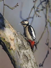 Great Spotted woodpecker Dendrocopos major - adult male on the tree trunk	