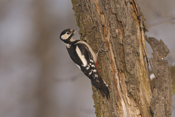 Great Spotted woodpecker Dendrocopos major - adult female on the dead tree trunk