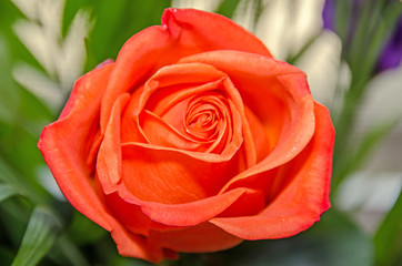 Light orange rose flower, pattern petals, close up