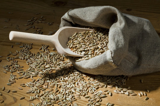 cereal grains of rye