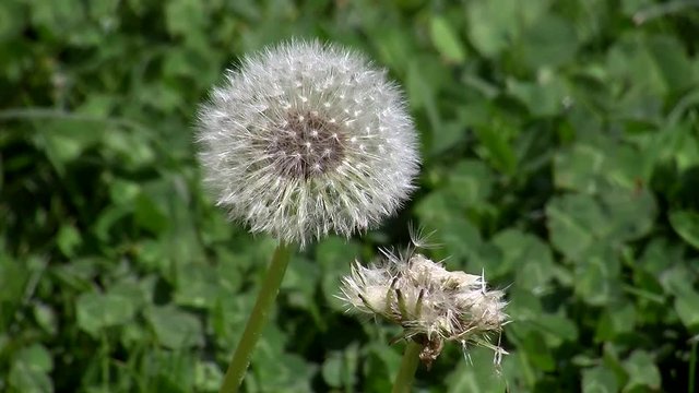 Pusteblume im Wind (Nahaufnahme)