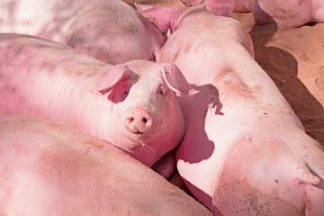 Rosa Schweinchen im Stall