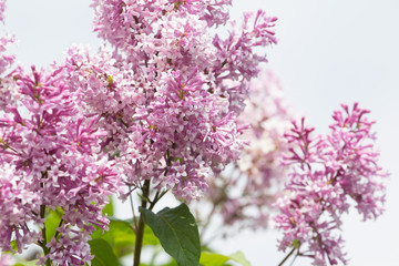 pink lilac