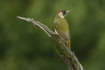 Green Woodpecker Picus viridis - adult female