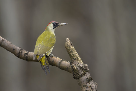 Green Woodpecker Picus viridis - adult female
