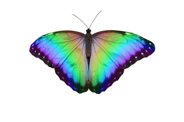 Fototapeta na wymiar Rainbow Butterfly - open butterfly with large wing span showing graduated rainbow colours isolated on a white background