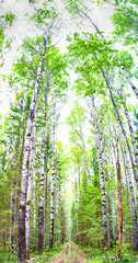 Very large vertical panorama of a thick virgin forest, with both coniferous and deciduous trees.