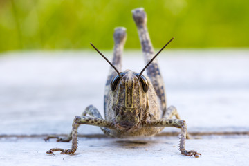 Grasshoper