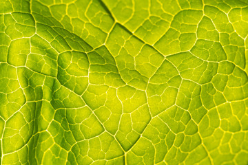Abstract leaf texture for background