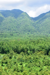 Fototapeta na wymiar Tropical rainforest at Huai Kha Khaeng Wildlife Sanctuary, Thailand, Forest landscape at World Heritage