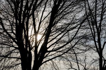 tree in the evening sun