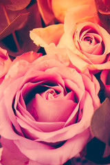 Fresh pink roses macro shot, summer flowers, vintage style