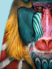 Close up of Mandrills face