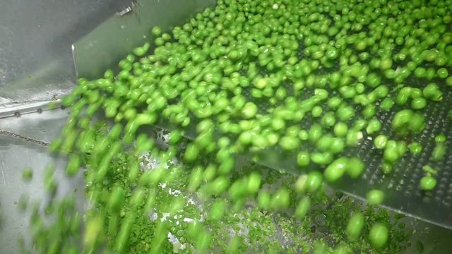 Green peas in food processing factory, slow motion