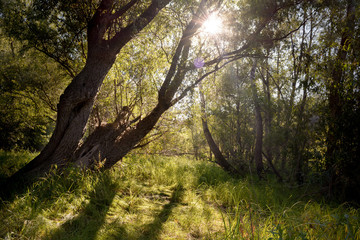 Small meadow in the dense forest. Sun rays