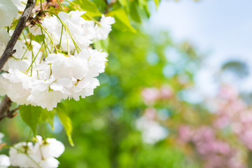 White sakura flowers on a spring cherry tree