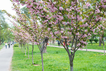 Blossom sakura cherry trees in a park
