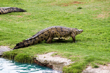 Krokodil im Nationalpark Südafrikas
