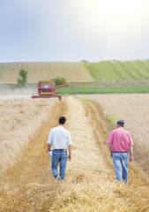 Farmers in wheat field during harvest