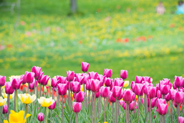 Pink tulips in the park