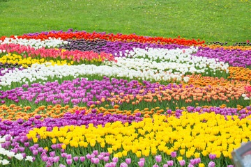 Fototapeta na wymiar Field of colorful flowers tulips