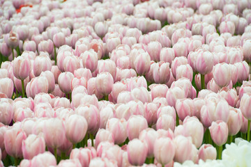 Field of pink flowers tulips