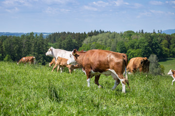 A herd of cows with calves and bulls grazing on the pasture