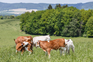 Fototapeta na wymiar A herd of cows with calves and bulls grazing on the pasture. Nature fauna and flora.