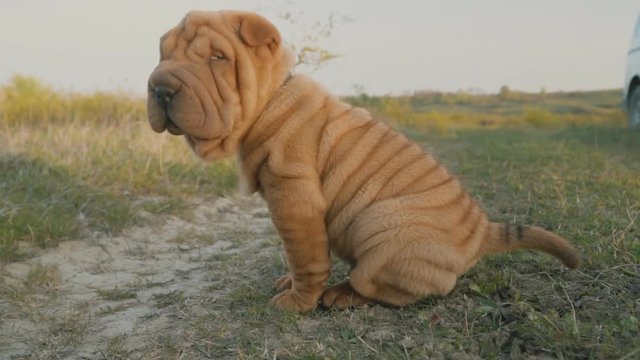 shar pei breed dog sits