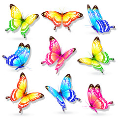 beautiful color butterflies,set, isolated  on a white