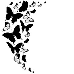 black butterfly, isolated on a white