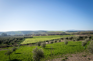 Fototapeta na wymiar Idyllic Andalusian landscape with olive trees in Spain on a day in spring