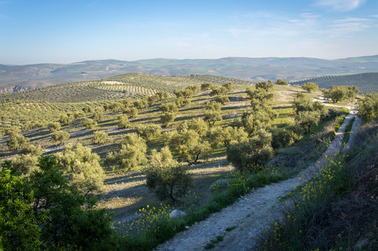 Idyllic Andalusian landscape with olive trees in Spain on a day in spring