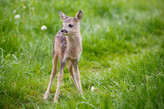 Young fawn standing in grass. Summer fauna and flora.