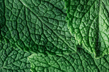Green leaves of mint