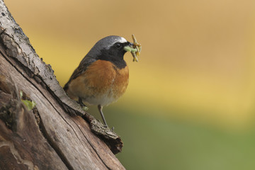 Redstart Phoenicurus phoenicurus - male with food for young in bill