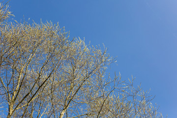 Willow blossoms
